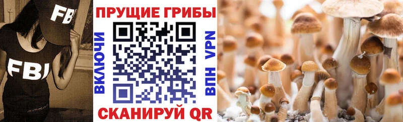 Галлюциногенные грибы Psilocybe  Купить где  Вилюйск 